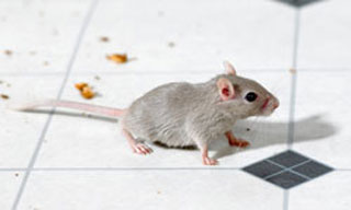 Pest prevention for rental properties