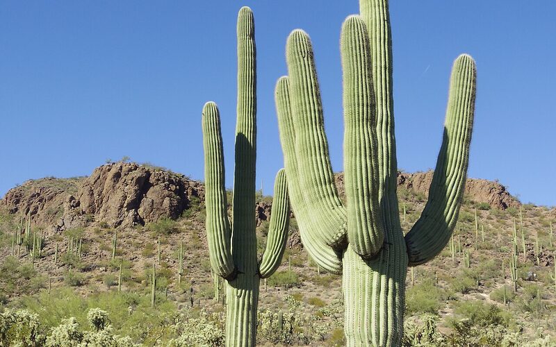 Giant saguaro cacti in the Sonoran Desert at Saguaro National Park near Tucson