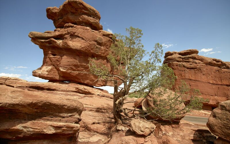 Dramatic red sandstone formations with twisted juniper tree at Garden of the Gods, Colorado Springs