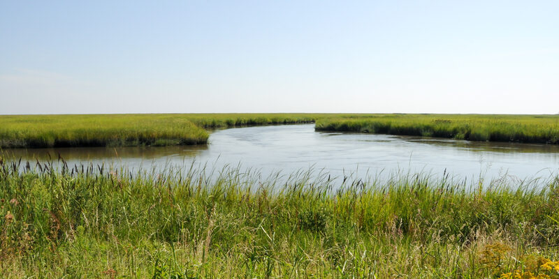 Tidal salt marsh with winding water channels at Bombay Hook National Wildlife Refuge, Delaware
