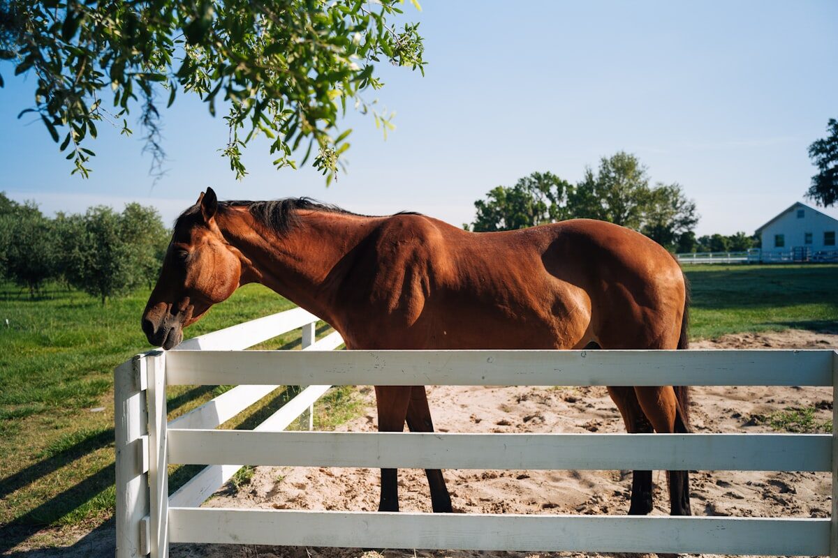 Ocala horse country and rural landscape