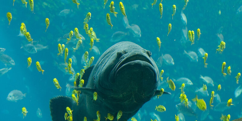 Georgia Aquarium exterior with dramatic curved glass architecture in downtown Atlanta