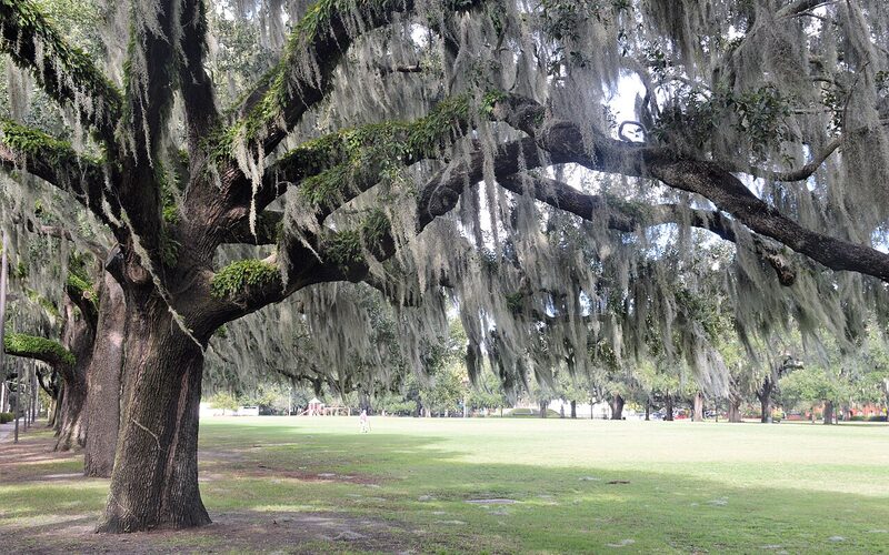 Live oaks draped in Spanish moss in Savannah, Georgia