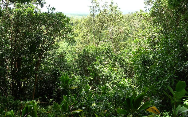Lush tropical rainforest canopy in Hawaii