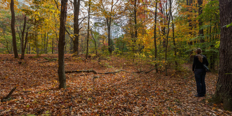 Fall foliage and rolling hills at Brown County State Park Indiana