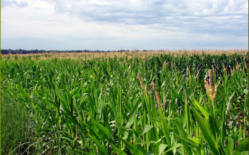 Lush green corn field stretching to the horizon in northwest Iowa during summer