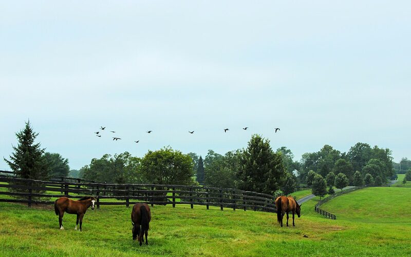 Lexington, Kentucky horse farm with dark wooden fences and green pastures