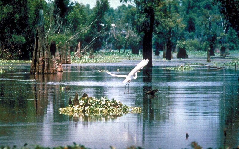 Atchafalaya Basin swamp with cypress trees and white egret in Louisiana