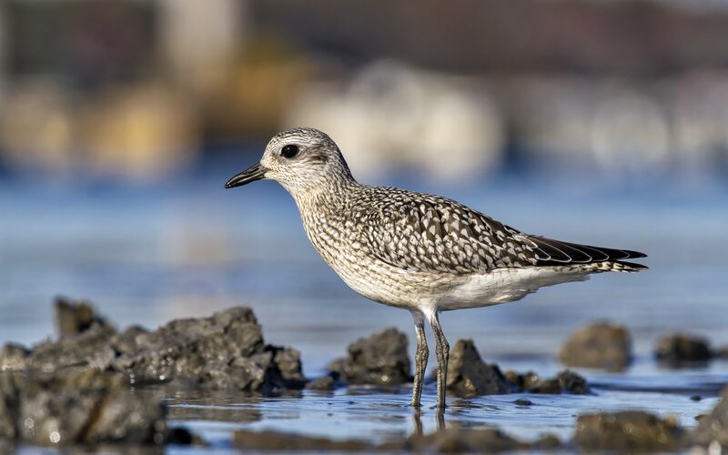 Scarborough, Maine marshlands and coastal residential area
