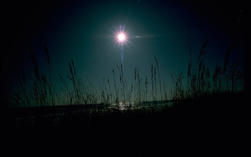 Silhouetted sea grass at Gulf Islands National Seashore, Mississippi