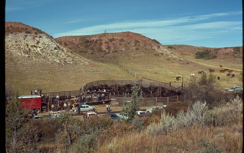 Colorful painted canyon badlands at Theodore Roosevelt National Park in North Dakota
