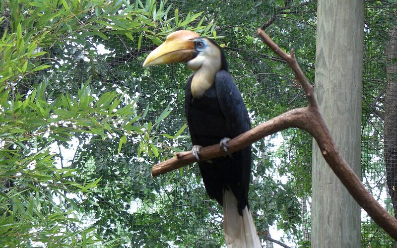 Hornbill bird at Roger Williams Park Zoo in Providence, Rhode Island