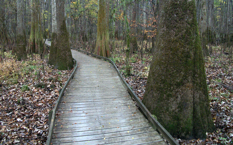 Congaree National Park's old-growth bottomland hardwood forest in South Carolina