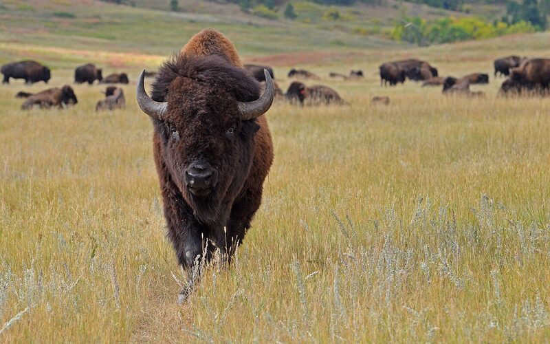 Bison herd roaming through the grasslands of Custer State Park in the Black Hills of South Dakota