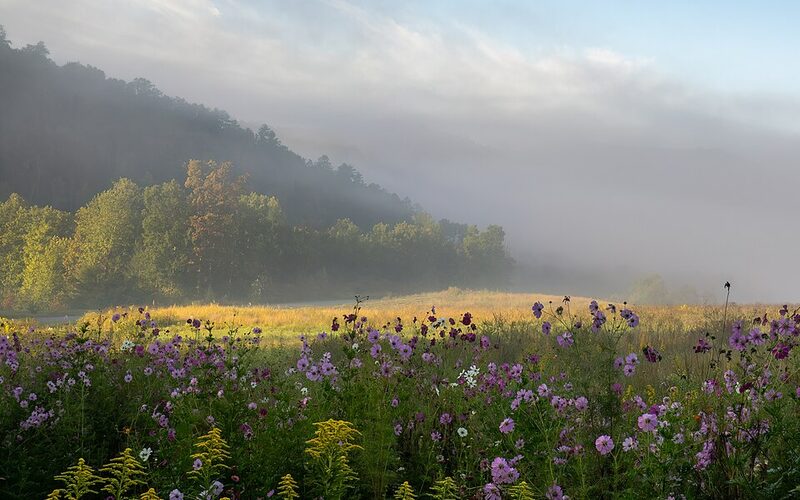 Wildflower meadow with morning fog in the Great Smoky Mountains, Tennessee