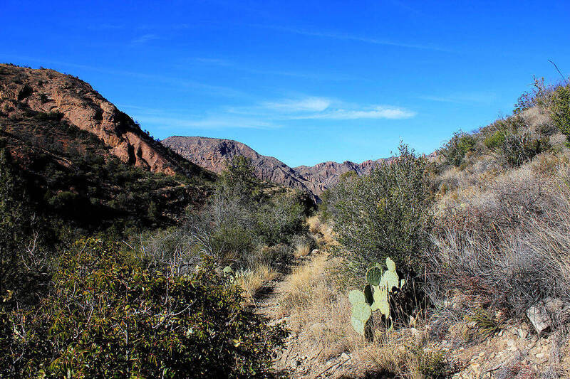 Desert landscape with mountains and prickly pear cactus in Big Bend National Park, Texas