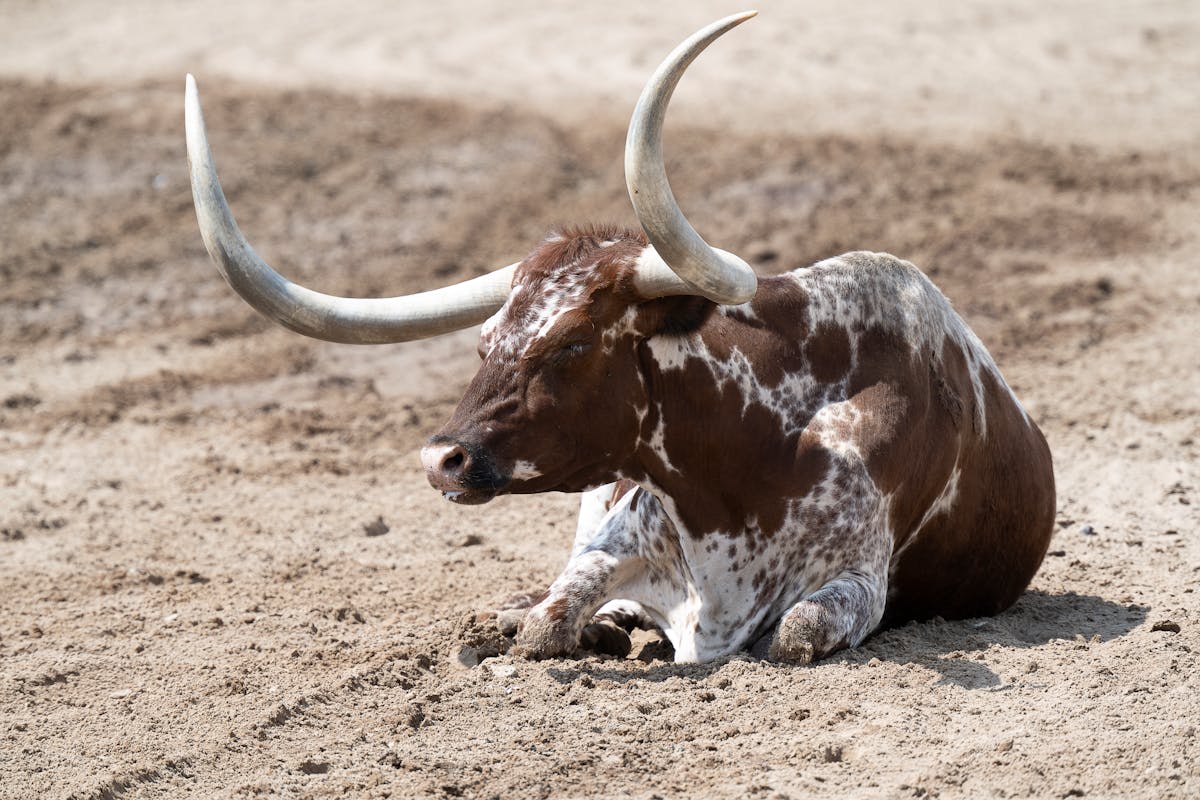 Texas longhorn resting in a pen at the Fort Worth Stockyards