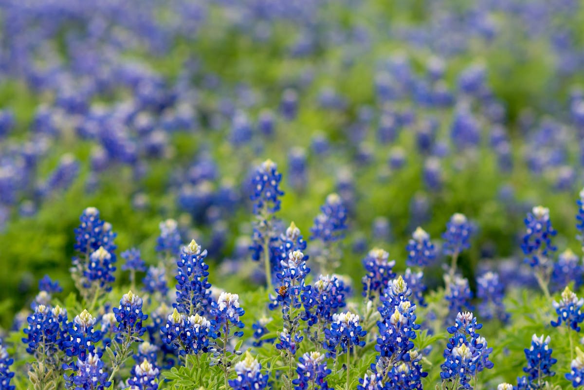 Field of Texas bluebonnet wildflowers in bloom