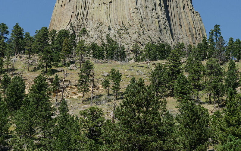 Devils Tower National Monument rising above pine forest in Wyoming