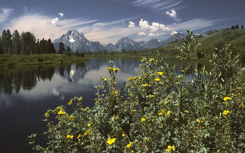 Grand Teton Range reflected in a river with wildflowers in the foreground, Wyoming